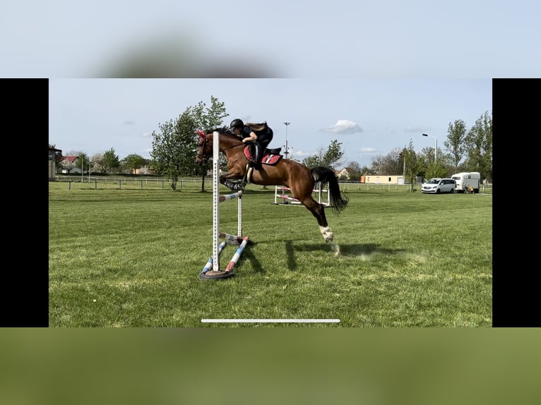 Zangersheide Caballo castrado 12 años 160 cm Castaño in Meuselwitz