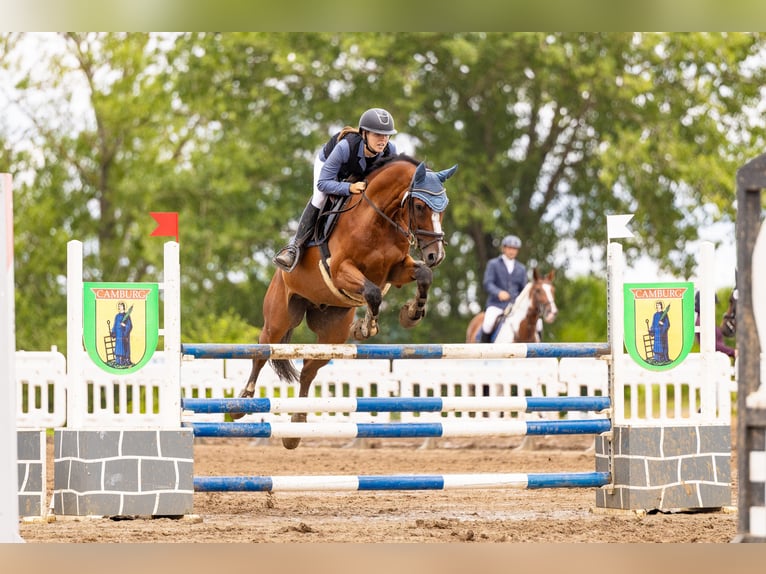 Zangersheide Caballo castrado 12 años 160 cm Castaño in Meuselwitz