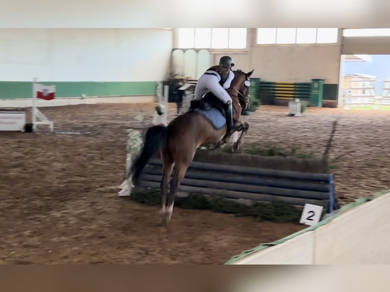 Zangersheide Caballo castrado 12 años 160 cm Castaño in Meuselwitz