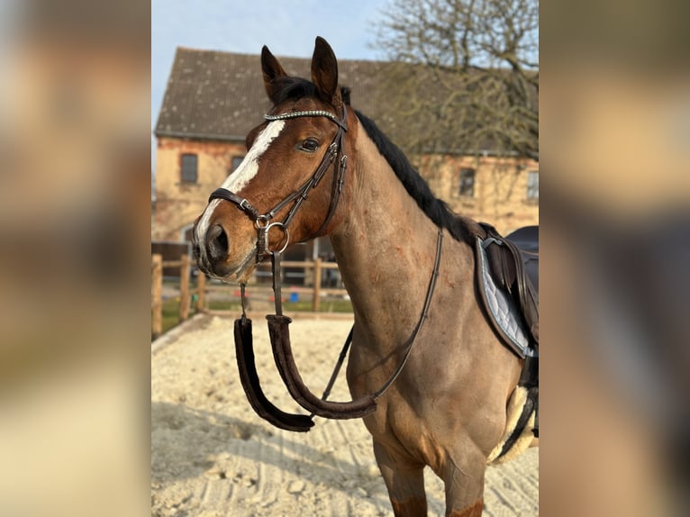 Zangersheide Caballo castrado 12 años 160 cm Castaño in Meuselwitz