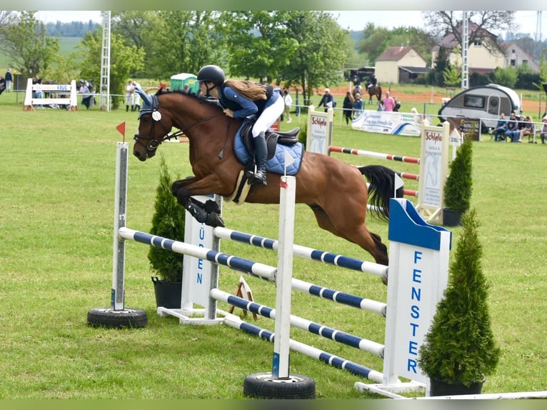 Zangersheide Caballo castrado 12 años 160 cm Castaño in Meuselwitz