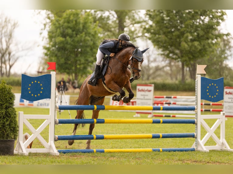 Zangersheide Caballo castrado 12 años 160 cm Castaño in Meuselwitz