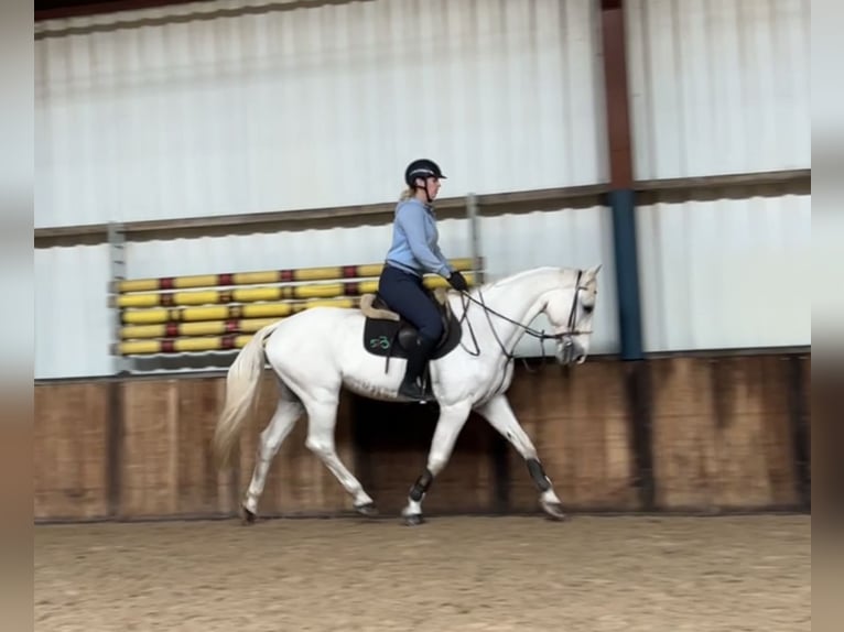 Zangersheide Caballo castrado 12 años 165 cm Porcelana in Oud Gastel