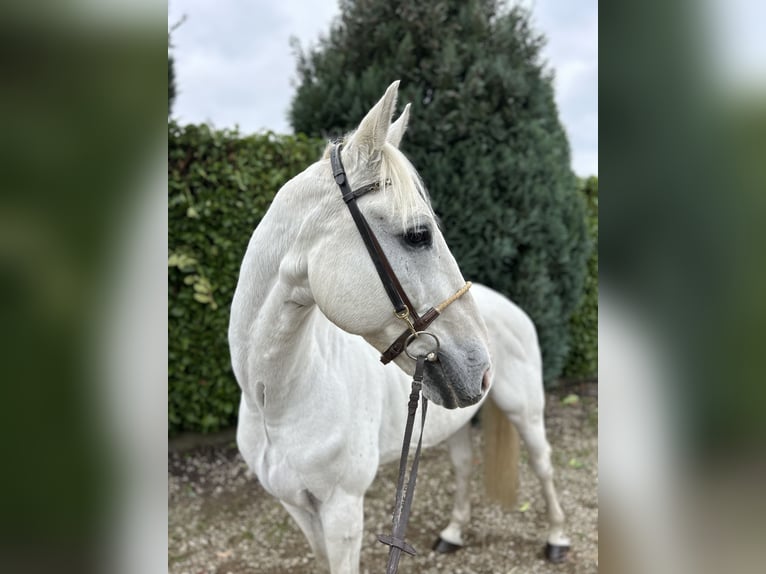 Zangersheide Caballo castrado 12 años 165 cm Porcelana in Oud Gastel