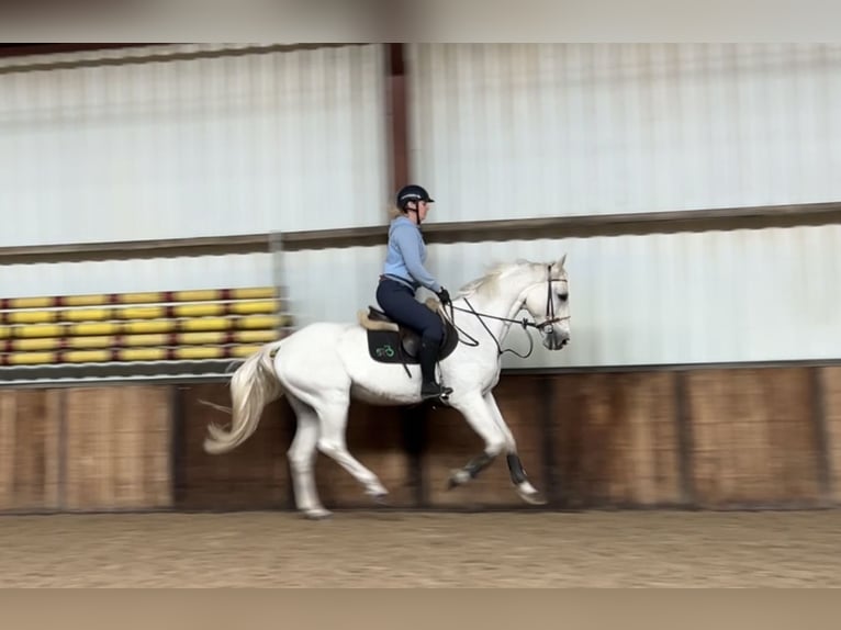 Zangersheide Caballo castrado 12 años 165 cm Porcelana in Oud Gastel