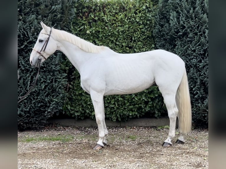 Zangersheide Caballo castrado 12 años 165 cm Porcelana in Oud Gastel