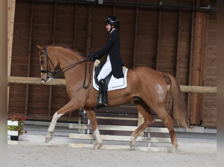 Zangersheide Caballo castrado 12 años 168 cm Alazán in Agen