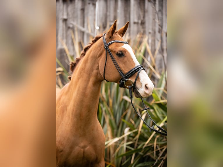 Zangersheide Caballo castrado 12 años 168 cm Alazán in Agen