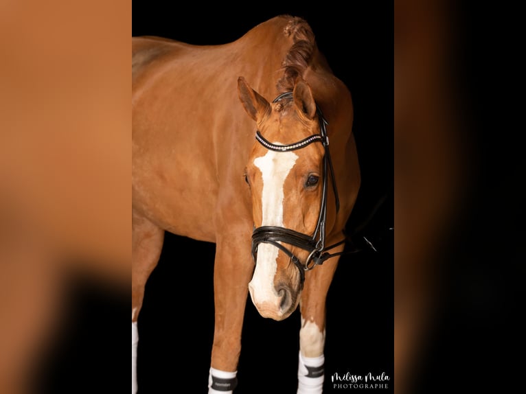 Zangersheide Caballo castrado 12 años 168 cm Alazán in Agen