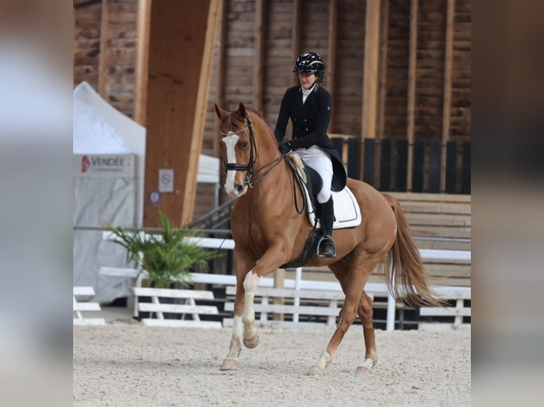 Zangersheide Caballo castrado 12 años 168 cm Alazán in Agen