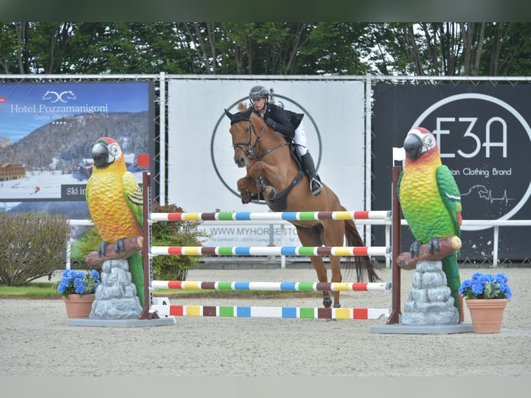 Zangersheide Caballo castrado 12 años 170 cm Alazán-tostado in Winterswijk