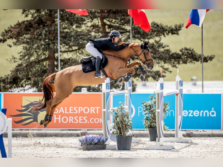 Zangersheide Caballo castrado 12 años 170 cm Alazán-tostado in Winterswijk