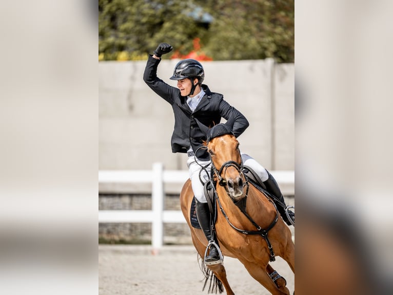 Zangersheide Caballo castrado 12 años 170 cm Alazán-tostado in Winterswijk