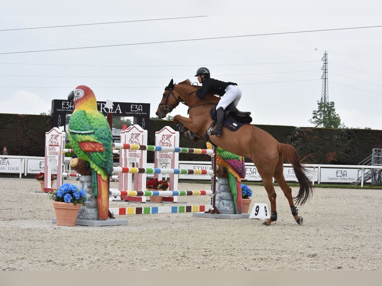 Zangersheide Caballo castrado 12 años 170 cm Alazán-tostado in Winterswijk