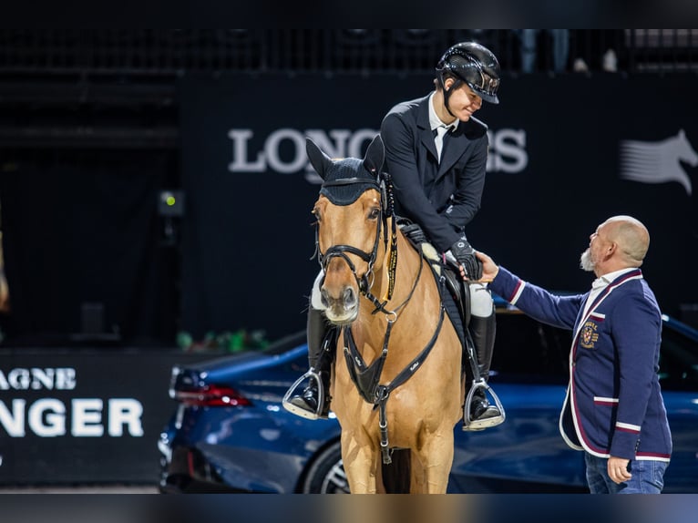 Zangersheide Caballo castrado 12 años 170 cm Alazán-tostado in Winterswijk