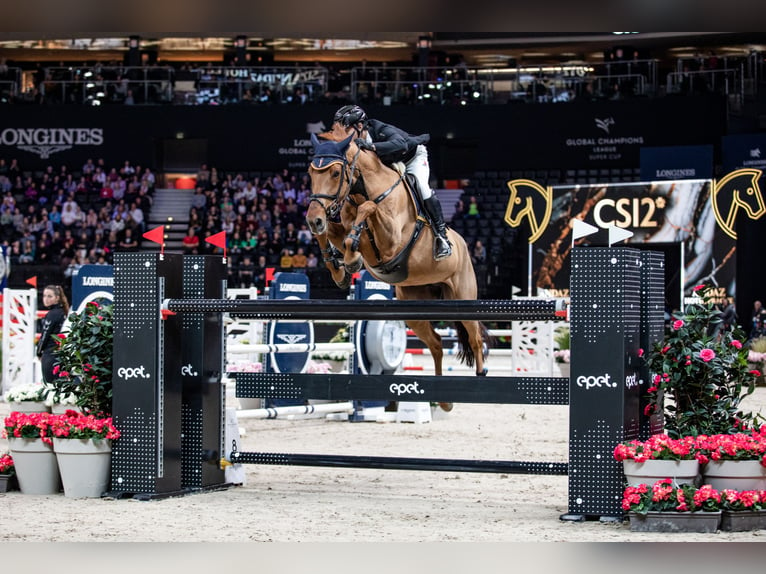 Zangersheide Caballo castrado 12 años 170 cm Alazán-tostado in Winterswijk