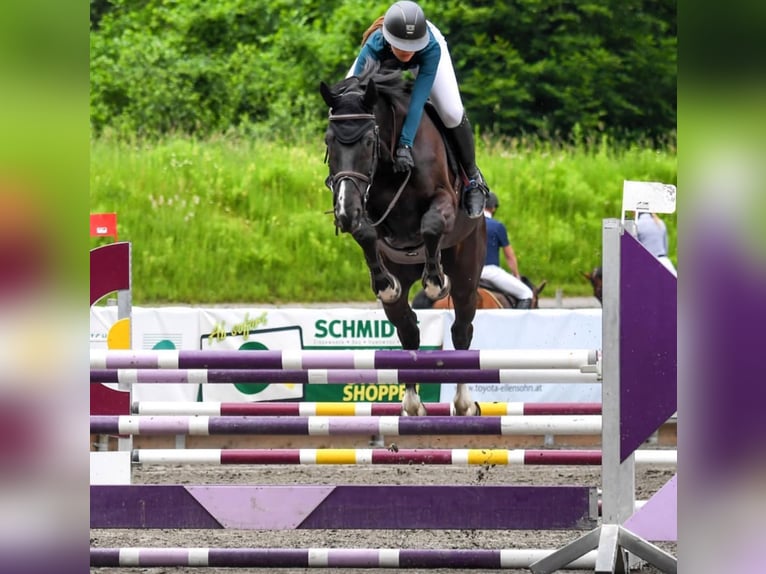 Zangersheide Caballo castrado 12 años 170 cm Morcillo in Reichersberg