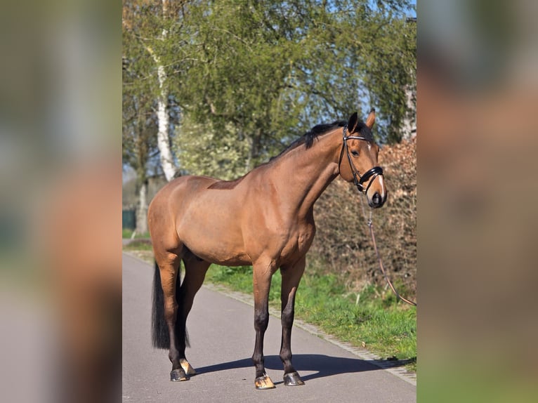 Zangersheide Caballo castrado 12 años 172 cm Castaño in Someren