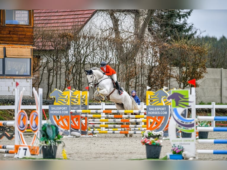 Zangersheide Caballo castrado 12 años 173 cm Tordo in Prag