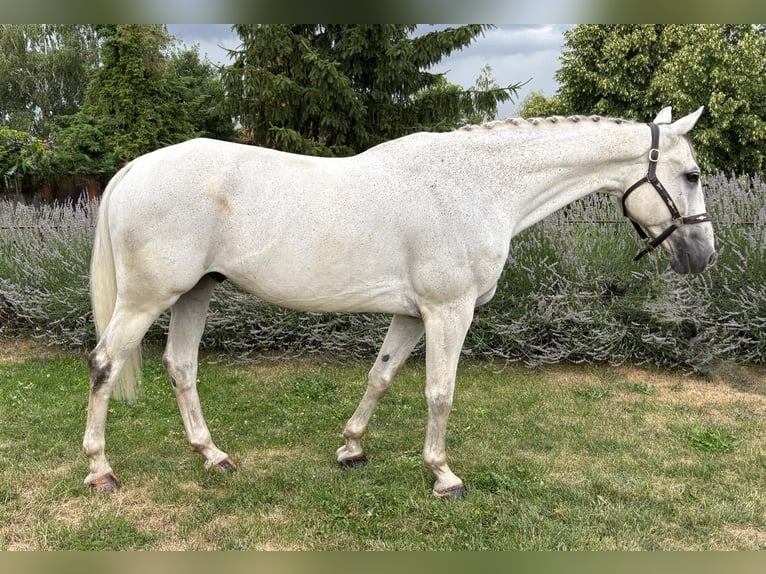 Zangersheide Caballo castrado 12 años 173 cm Tordo in Prag