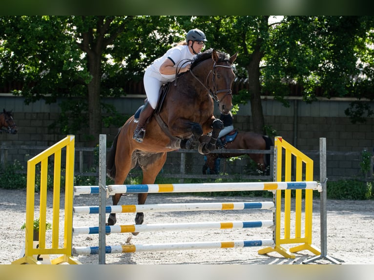 Zangersheide Caballo castrado 12 años 179 cm Castaño oscuro in Berkel en Rodenrijs