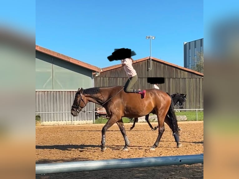 Zangersheide Caballo castrado 12 años 180 cm Castaño oscuro in Herrieden