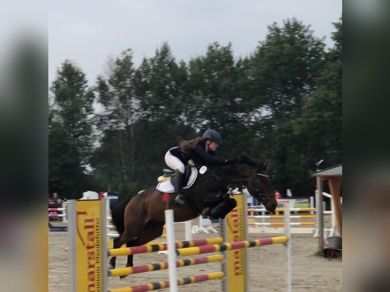 Zangersheide Caballo castrado 12 años Castaño in Merzen