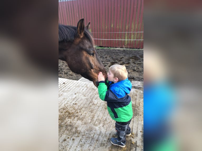 Zangersheide Caballo castrado 12 años Castaño in Merzen