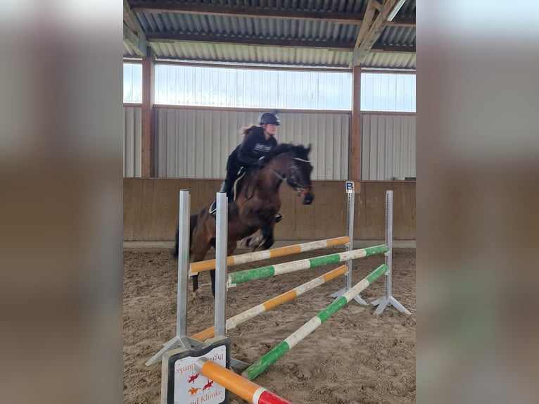 Zangersheide Caballo castrado 12 años Castaño in Merzen