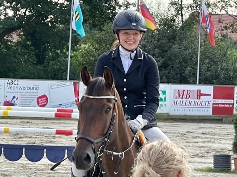 Zangersheide Caballo castrado 12 años Castaño in Merzen