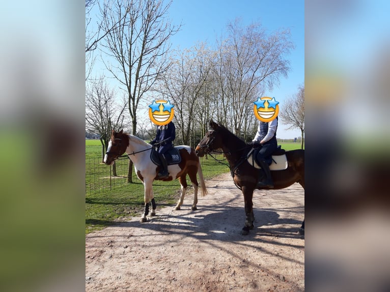 Zangersheide Caballo castrado 12 años Castaño in Merzen