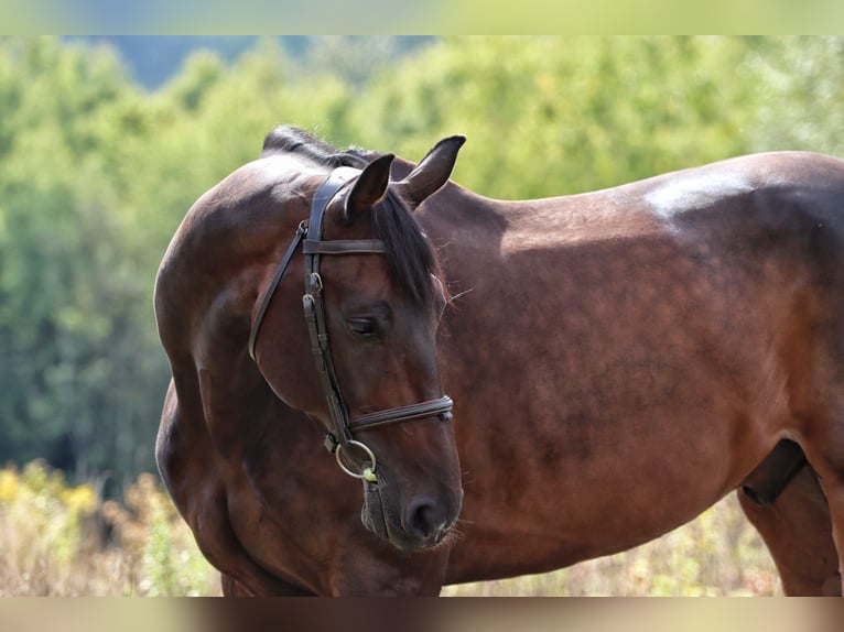 Zangersheide Caballo castrado 12 años Castaño in Neunkirchen/Saar
