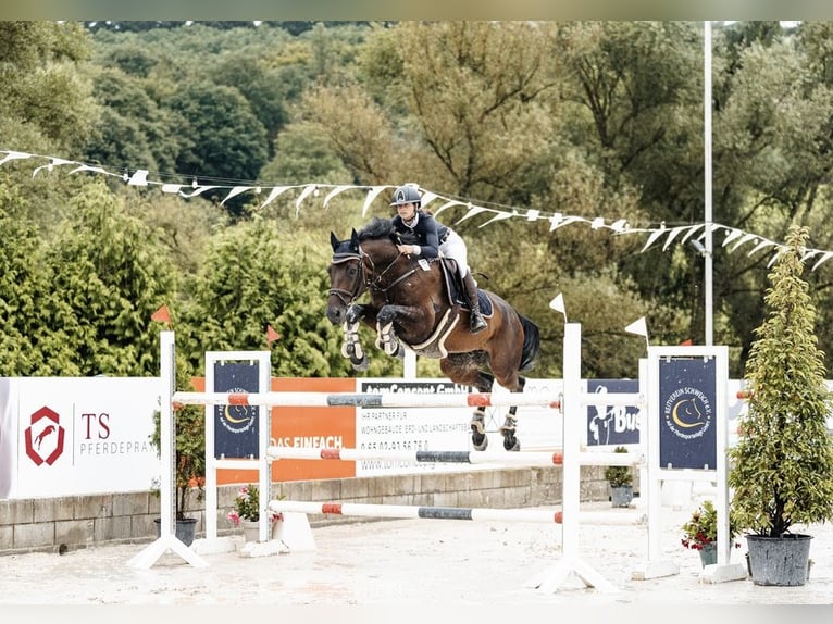 Zangersheide Caballo castrado 12 años Castaño in Neunkirchen/Saar
