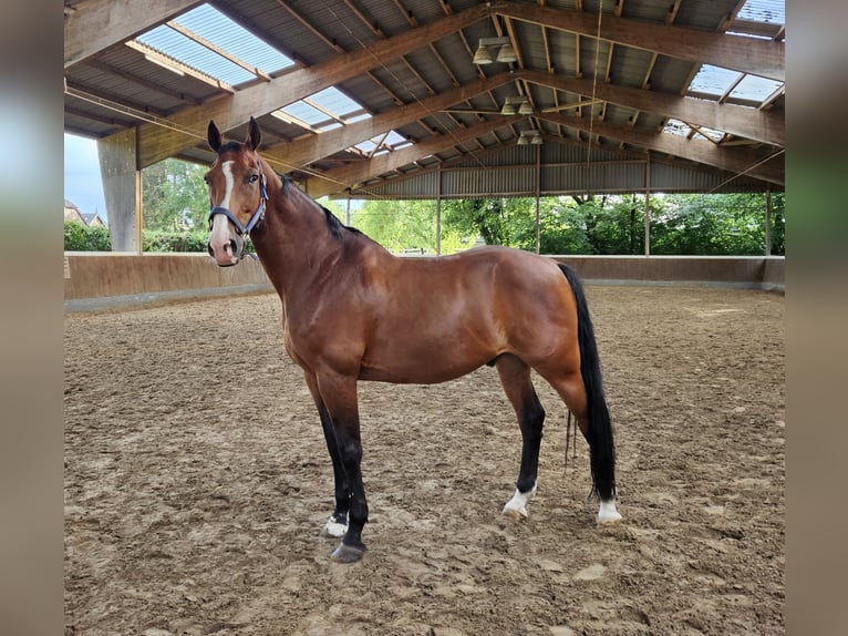 Zangersheide Caballo castrado 13 años 165 cm Castaño in Krefeld