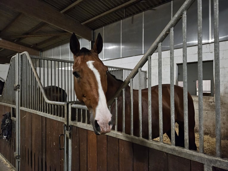 Zangersheide Caballo castrado 13 años 165 cm Castaño in Krefeld