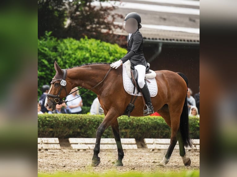 Zangersheide Caballo castrado 13 años 165 cm Castaño in Krefeld