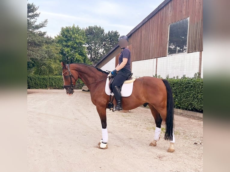 Zangersheide Caballo castrado 13 años 165 cm Castaño in Krefeld