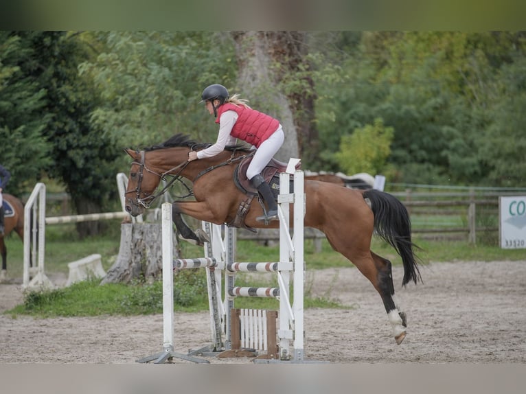 Zangersheide Caballo castrado 13 años 167 cm Morcillo in Marmande