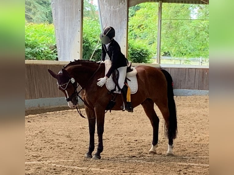 Zangersheide Caballo castrado 13 años 168 cm Castaño in Krefeld