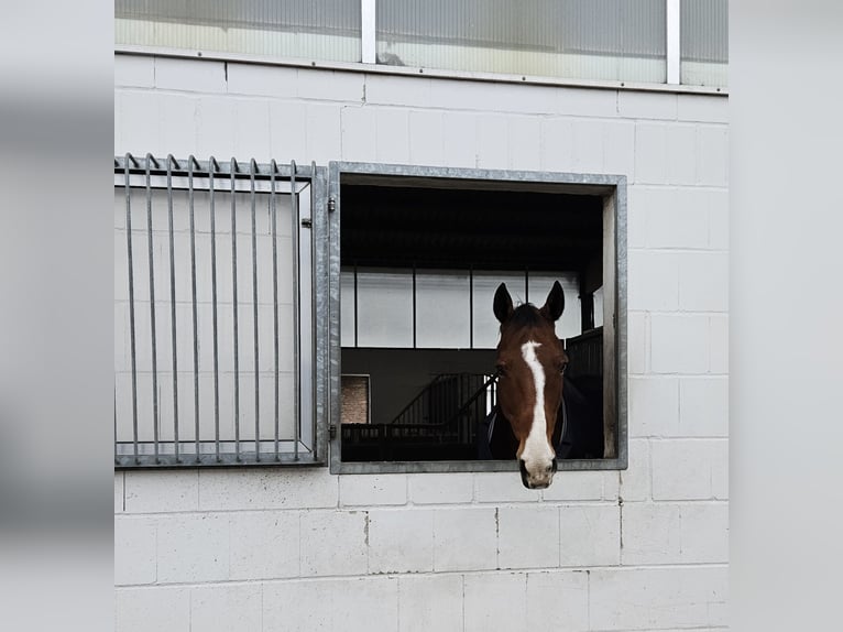 Zangersheide Caballo castrado 13 años 168 cm Castaño in Krefeld