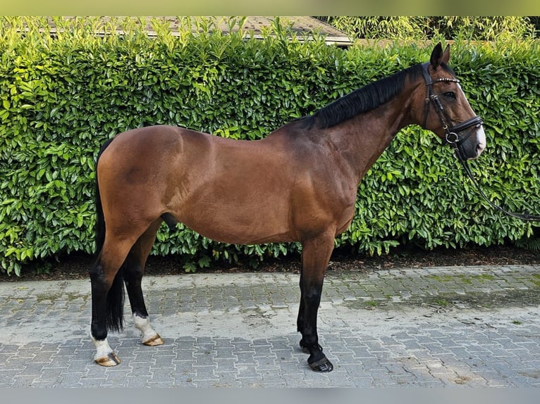 Zangersheide Caballo castrado 13 años 168 cm Castaño in Krefeld