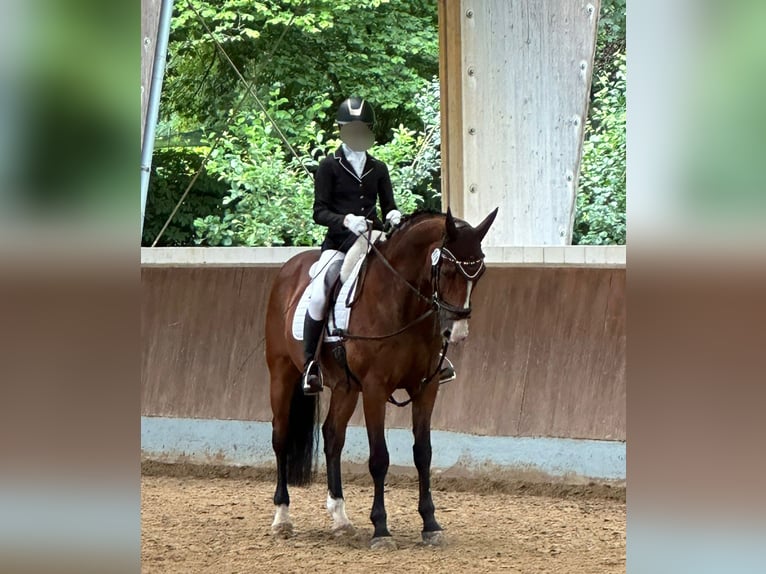 Zangersheide Caballo castrado 13 años 168 cm Castaño in Krefeld