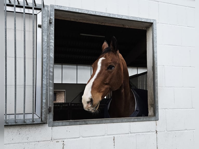 Zangersheide Caballo castrado 13 años 168 cm Castaño in Krefeld