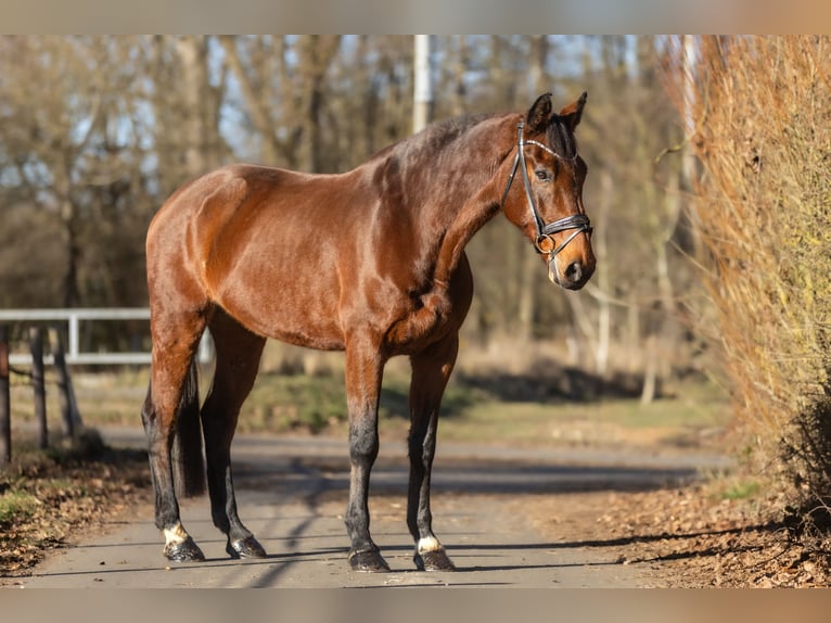 Zangersheide Caballo castrado 13 años 169 cm in Windhagen