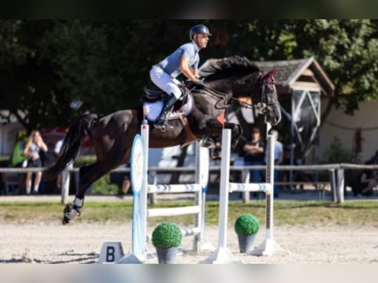 Zangersheide Caballo castrado 13 años 170 cm Castaño oscuro in Brno