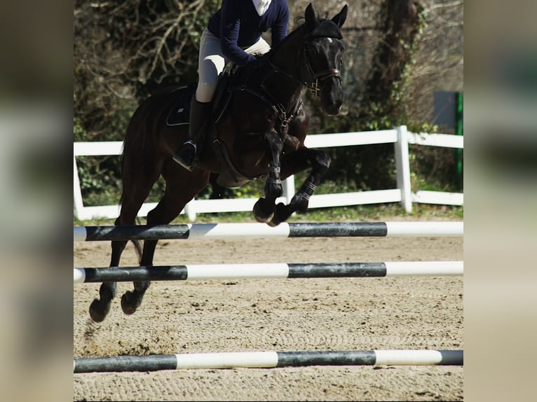 Zangersheide Caballo castrado 13 años 175 cm Negro in Madrid