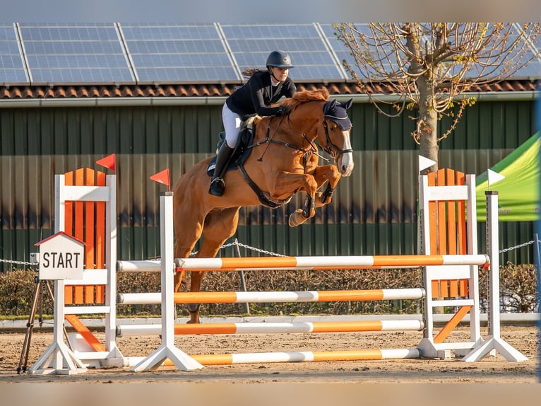 Zangersheide Caballo castrado 13 años 180 cm Alazán in Weißenfels