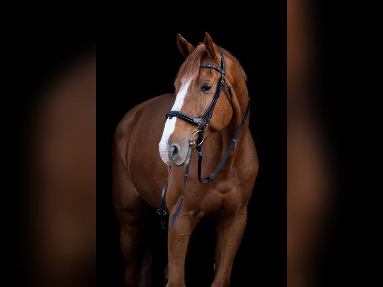 Zangersheide Caballo castrado 13 años 180 cm Alazán in Weißenfels