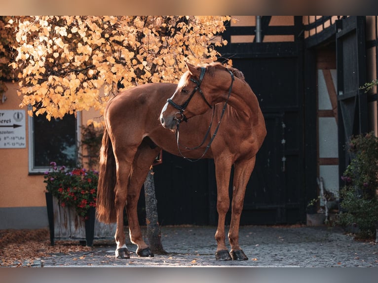 Zangersheide Caballo castrado 13 años 180 cm Alazán in Weißenfels