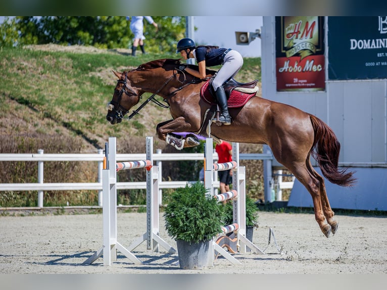 Zangersheide Caballo castrado 13 años 180 cm Alazán-tostado in Ихтиман / Ikhtiman